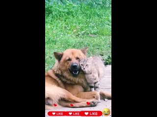 clip @ vidio4 | @videfunny