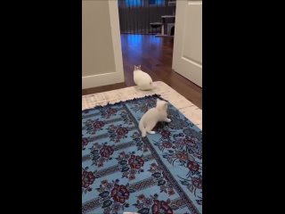 video from @videfunny | @videfunny
