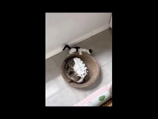 video from @videfunny | @videfunny
