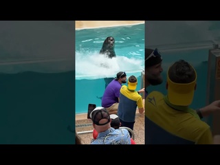 he was not ready for this seal seaworld seaworldorlando sealions animals - [eryka travel]