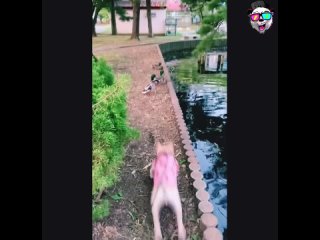 what are they all funny and cute when they are sad or not the mood of the animals will definitely try to raise it to you | @videfunny