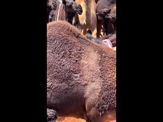 video from pro humor / bayan | @videfunny