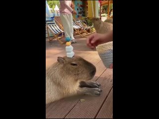 just the daily life of kapibar | @videfunny