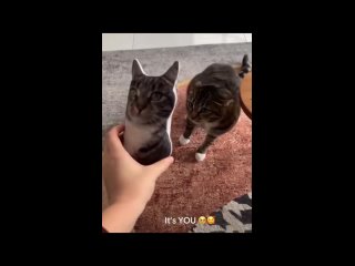 video from @videfunny | @videfunny