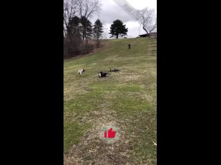 when the moment of glory turns at the moment of the slope | @videfunny