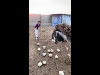 one day in the life of workers ostrich farm | @videfunny