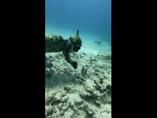a curious octopus grabbed the diver | @videfunny