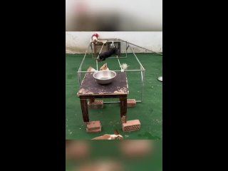 video from pro humor / bayan | @videfunny