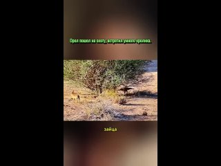 video from pro humor / bayan | @videfunny