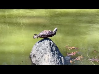 video from pro humor / bayan | @videfunny
