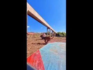 superman dog in real life | @videfunny