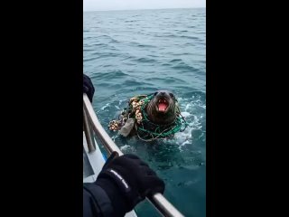 the sea lion asked for help ... | @videfunny