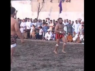 indian cocks